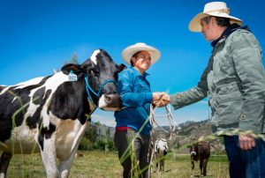 SE DUPLICA PRODUCCIÓN LÁCTEA EN CAJAMARCA CON UN PROGRAMA DE INNOVACIÓN SOSTENIBLE: “GANADEROS DE ALTURA”