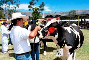 GANADEROS DE ALTURA DESTACÓ EN LA FERIA FONGAL CAJAMARCA