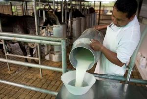NEWMONT ALAC TRABAJA JUNTO AL SECTOR PÚBLICO Y PRIVADO IMPULSANDO PROYECTOS PARA MEJORAR COMPETITIVIDAD PRODUCTIVA LÁCTEA EN CAJAMARCA