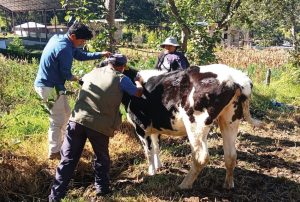 GANADEROS DE ALTURA APUESTAN POR UNA GANADERÍA MÁS SANA Y PRODUCTIVA