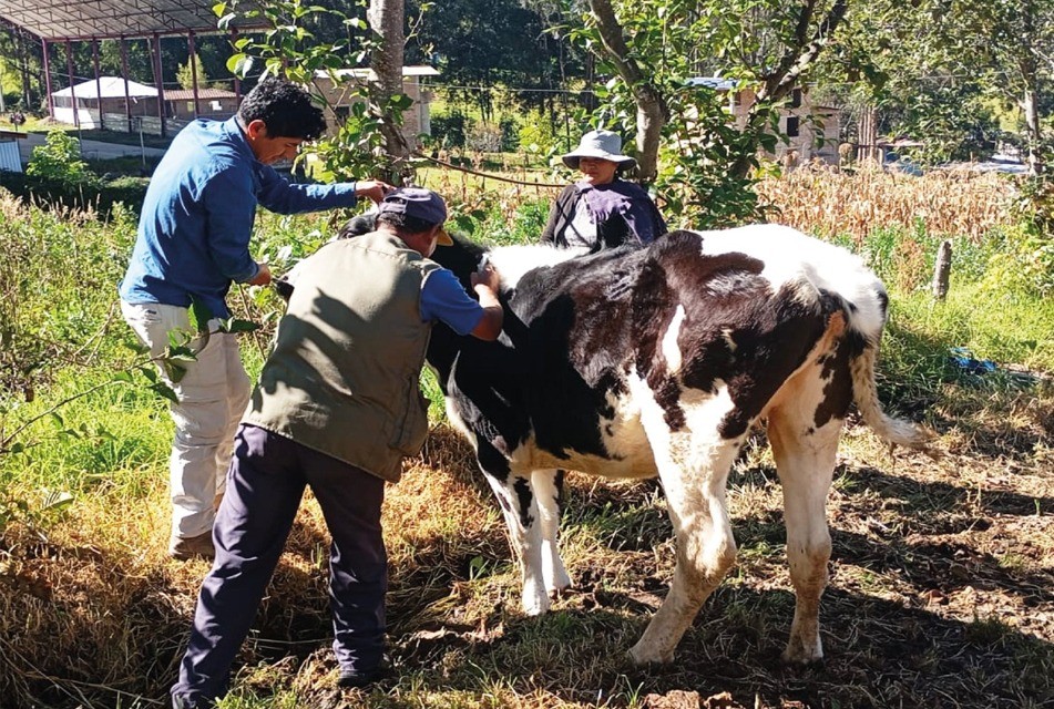 GANADEROS DE ALTURA APUESTAN POR UNA GANADERÍA MÁS SANA Y PRODUCTIVA