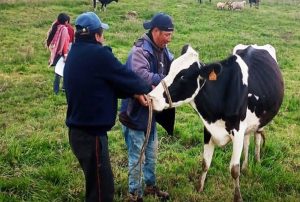 CAJAMARCA: PROGRAMA DE NEWMONT FONCREAGRO TRANSFORMA LA VIDA DE 4,300 FAMILIAS Y DISPARA LA PRODUCCIÓN DE LECHE