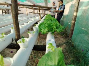 “KALLPA GREENNZ BUSCA SOLUCIONAR EL PROBLEMA DE FALTA DE AGUA EN PIURA CON INVERNADEROS INTELIGENTES”