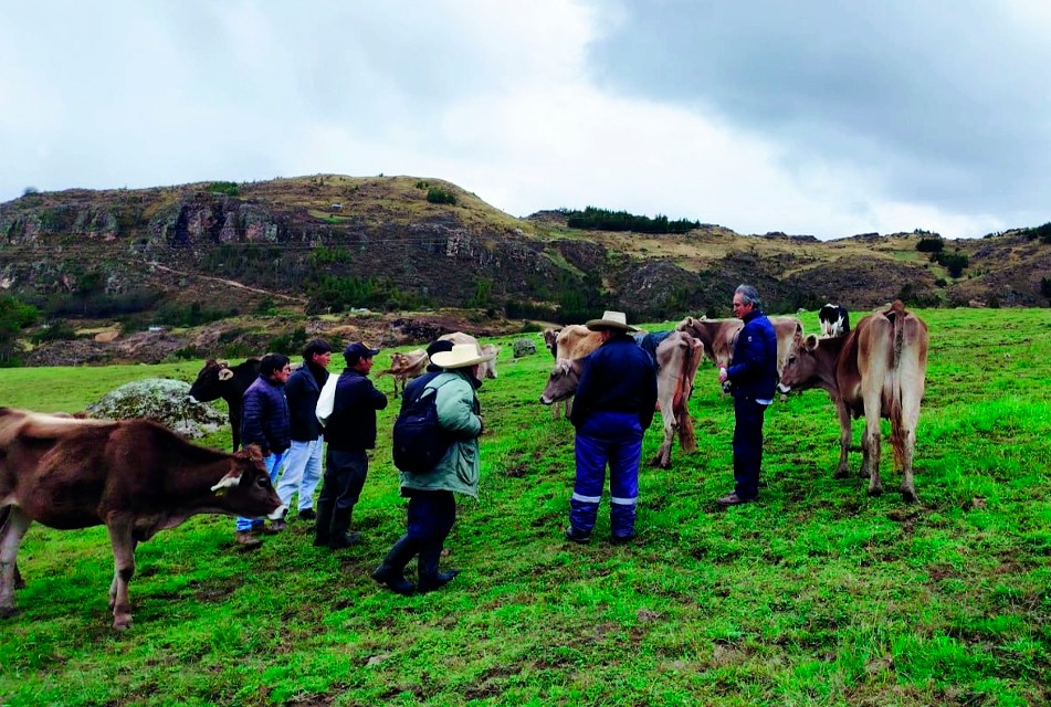 PROGRAMA GANADEROS DE ALTURA CAPACITA A PROMOTORES VETERINARIOS PARA FORTALECER LA GANADERÍA EN BAÑOS DEL INCA, LA ENCAÑADA Y CAJAMARCA