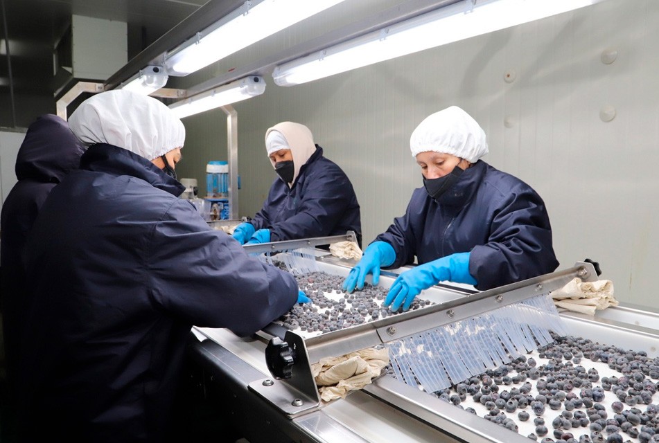 ENTRE ENERO Y JULIO DEL 2025 AGROEXPORTACIONES PERUANAS EN ALZA