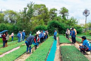 CAJAMARCA EN CAMINO A CONSOLIDARSE COMO "POLO FORESTAL NACIONAL" CON INVERSIÓN Y ALIANZA ESTRATÉGICA