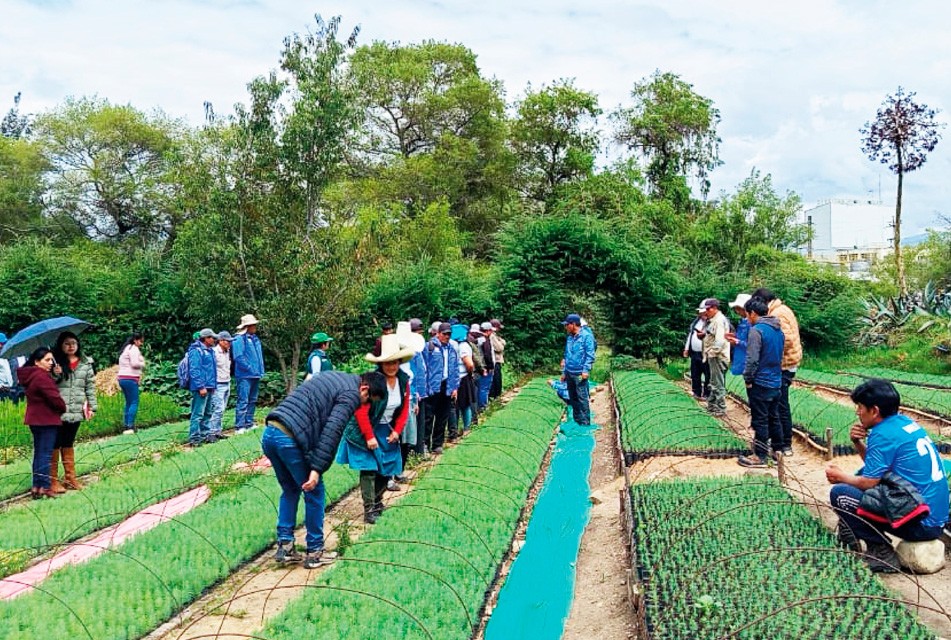 CAJAMARCA EN CAMINO A CONSOLIDARSE COMO "POLO FORESTAL NACIONAL" CON INVERSIÓN Y ALIANZA ESTRATÉGICA