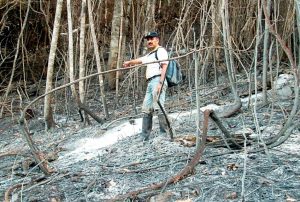 ADVIERTEN QUE LA AMAZONÍA PERUANA SE ACERCA AL PUNTO DE NO RETORNO POR LA DEFORESTACIÓN Y EL COLAPSO HÍDRICO