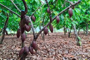 MIDAGRI CONSERVA LA CALIDAD GENÉTICA DE 342 ACCESIONES DE CACAO EN BANCO DE GERMOPLASMA
