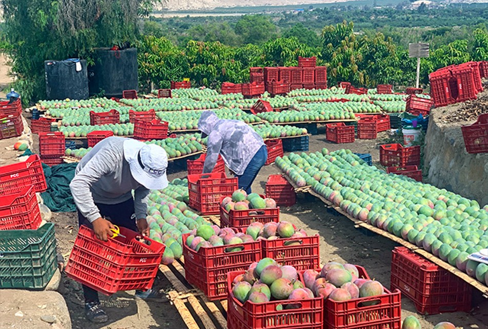 PIURA: PRODUCTORES DE MANGO SUSPENDEN COMERCIALIZACIÓN HASTA SOSTENER REUNIÓN CON EXPORTADORAS PARA FIJAR PRECIO BASE DE SUS PRODUCTOS