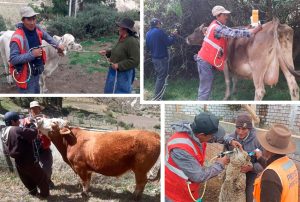 BUENAVENTURA IMPULSA CAMPAÑA SANITARIA EN BENEFICIO DEL DESARROLLO AGROPECUARIO EN OYÓN