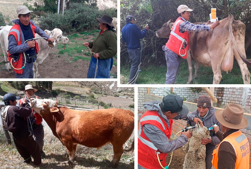 BUENAVENTURA IMPULSA CAMPAÑA SANITARIA EN BENEFICIO DEL DESARROLLO AGROPECUARIO EN OYÓN