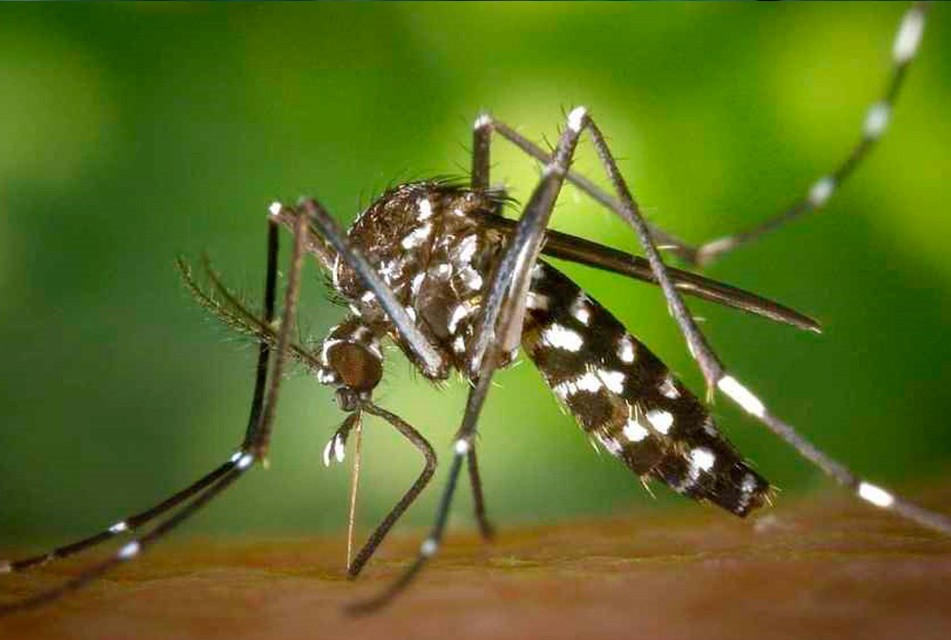 ALERTA SANITARIA: MÁS DE 47,000 PERSONAS EN CUBA ESTÁN INTERNADAS POR DENGUE O CHIKUNGUÑA