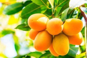 ADEX PIDE RESTABLECER EL ORDEN Y GARANTIZAR SEGURIDAD DE PRODUCTORES DE MANGO EN PIURA