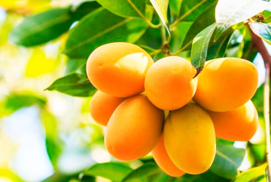 ADEX PIDE RESTABLECER EL ORDEN Y GARANTIZAR SEGURIDAD DE PRODUCTORES DE MANGO EN PIURA