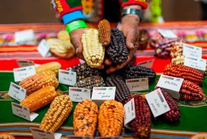 MIDAGRI EXHIBE AL MUNDO SU MAYOR TESORO GENÉTICO EN LA EXPOSICIÓN INTERNACIONAL “SEMILLAS DEL PERÚ”
