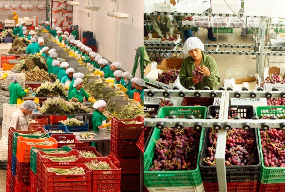 EN EL 2025 LAS AGROEXPORTACIONES SE INCREMENTARON A 15 MIL MILLONES DE DÓLARES