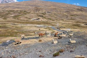 ZONAS DE AGROBIODIVERSIDAD DE CUSCO Y PUNO SON RECONOCIDAS COMO ÁREAS DE CONSERVACIÓN DE LA AGROBIODIVERSIDADA NIVEL MUNDIAL