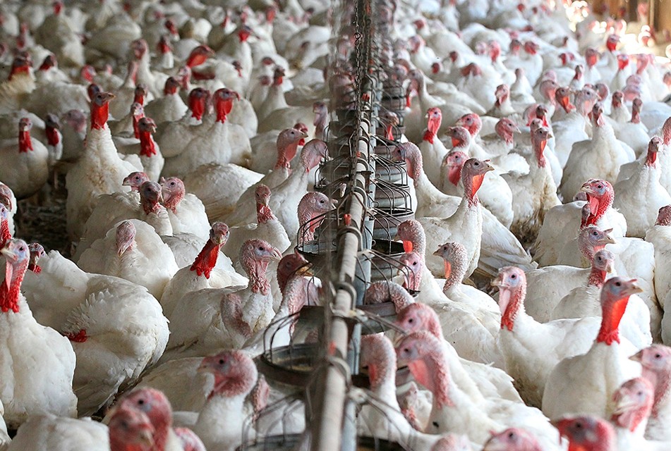 EXPORTACIÓN DE CARNE DE PAVO VA A SUPERAR CIFRA DE $2 MILLONES 196 MIL EN EL 2025