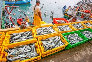SECTOR PESQUERÍA VA A TENER UN CRECIMIENTO DE 3.6% EN EL 2025