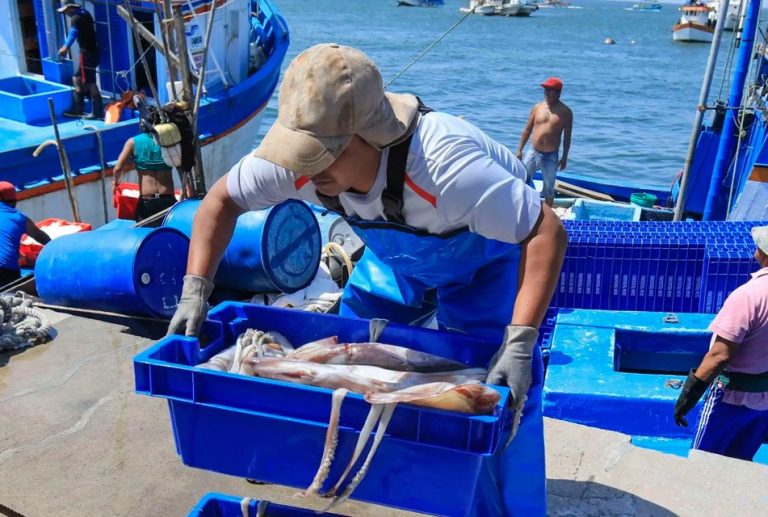 DESEMBARQUES DE POTA CRECEN EN 245% Y SE INTENSIFICA EL CONTROL SATELITAL A BARCOS EXTRANJEROS