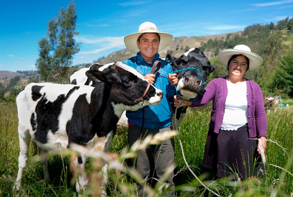 CAJAMARCA, PRIMER PRODUCTOR DE LECHE DEL PERÚ, DUPLICA SU RENDIMIENTO LÁCTEO GRACIAS A LA INNOVACIÓN Y CAPACITACIÓN DE NEWMONT FONCREAGRO
