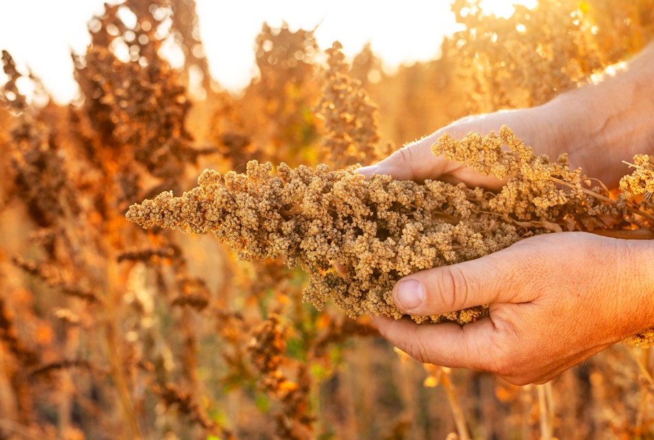 ADEX PLANTEA EXONERAR EL IGV A LA QUINUA, KIWICHA Y CAÑIHUA