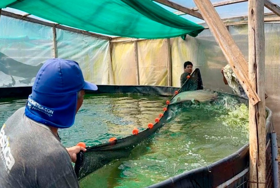 ACUICULTORES DE LAMBAYEQUE LOGRAN PRIMERA PRODUCCIÓN DE PAICHE CON TECNOLOGÍA SIMBIÓTICA