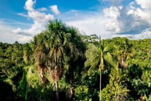 JAPÓN APOYA AL GOBIERNO PERUANO EN REFORZAR CONSERVACIÓN DE BOSQUES Y HUMEDALES AMAZÓNICOS