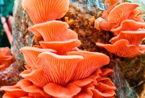 EL RASTROJO DE MAÍZ SE POSICIONA COMO EL SUSTRATO ESTRELLA PARA LA PRODUCCIÓN DE HONGOS