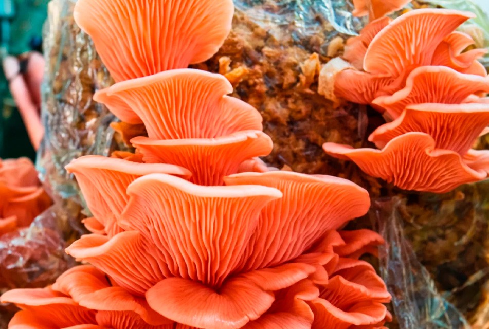 EL RASTROJO DE MAÍZ SE POSICIONA COMO EL SUSTRATO ESTRELLA PARA LA PRODUCCIÓN DE HONGOS