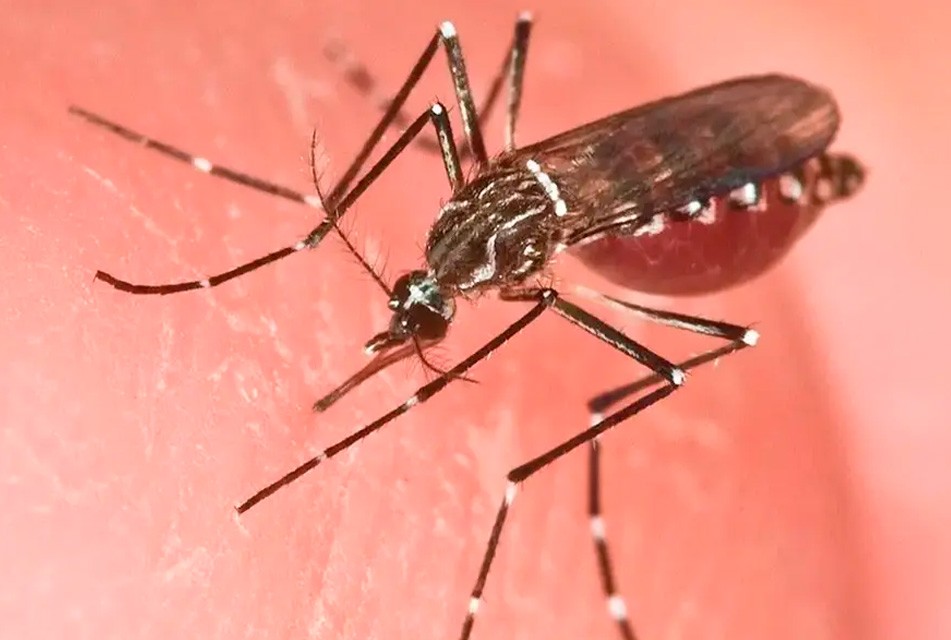 MINSA EMITE ALERTA EPIDEMIOLÓGICA POR INCREMENTO DE CASOS DE DENGUE EN VARIAS REGIONES DEL PAÍS