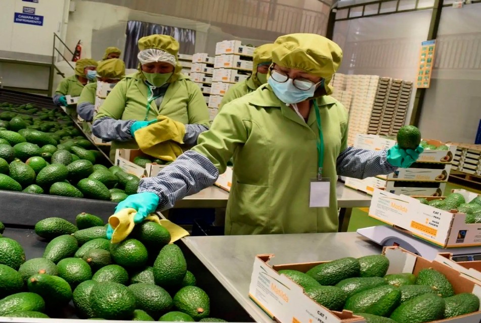 PERÚ LIDERA EL CRECIMIENTO REGIONAL DE LAS EXPORTACIONES NO TRADICIONALES