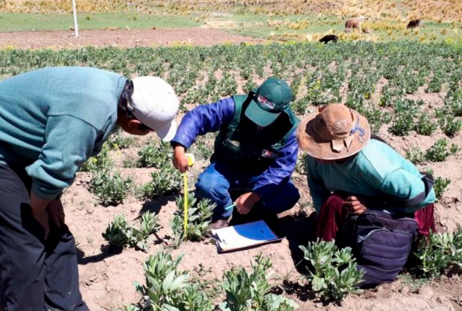 CAJAMARCA: INIA REFUERZA PREVENCIÓN ANTE PRESENCIA DE "RANCHA" Y EXCESO DE HUMEDAD