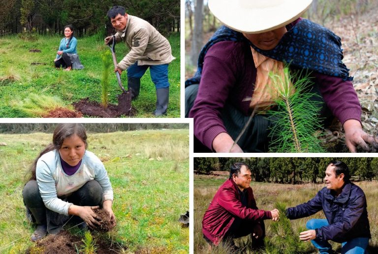 INICIATIVA HUELLA VERDE TIENE META DE PLANTAR DOS MILLONES Y MEDIO DE ÁRBOLES AL 2026