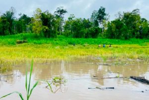 LLUVIAS FAVORECEN CULTIVOS EN LA AMAZONÍA, PERO HAY QUE ESTAR ATENTOS ANTE INUNDACIONES