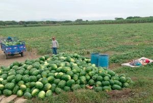PIURA EVALÚA PRODUCIR SANDÍA EN LUGAR DE BANANO PARA EVITAR PROPAGACIÓN DE HONGO FUSARIUM