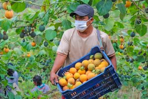INACAL APRUEBA NORMA TÉCNICA DE BUENAS PRÁCTICAS AGRÍCOLAS PARA LA GRANADILLA PERUANA