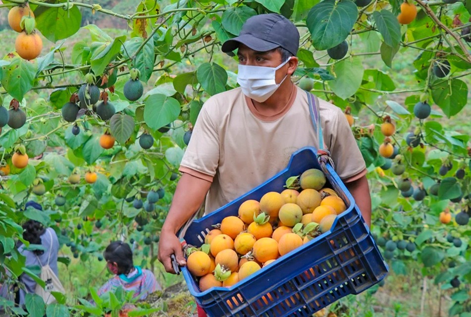 INACAL APRUEBA NORMA TÉCNICA DE BUENAS PRÁCTICAS AGRÍCOLAS PARA LA GRANADILLA PERUANA
