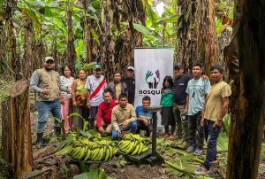 UCAYALI: COMUNIDADES NATIVAS CONCRETAN LA VENTA DE 17 TONELADAS DE PLÁTANO CULTIVADO EN BOSQUES CONSERVADOS