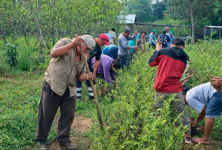 IIAP FORTALECIÓ LA AGROFORESTERÍA FAMILIAR EN LORETO Y UCAYALI Y MEJORÓ LOS INGRESOS DE 210 FAMILIAS EN 2025