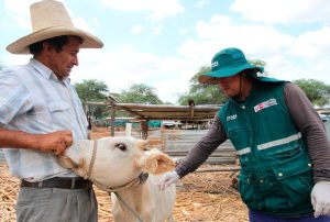 SENASA OFICIALIZA CAMPAÑAS NACIONALES DE VACUNACIÓN PARA PROTEGER AL GANADO EN 2026