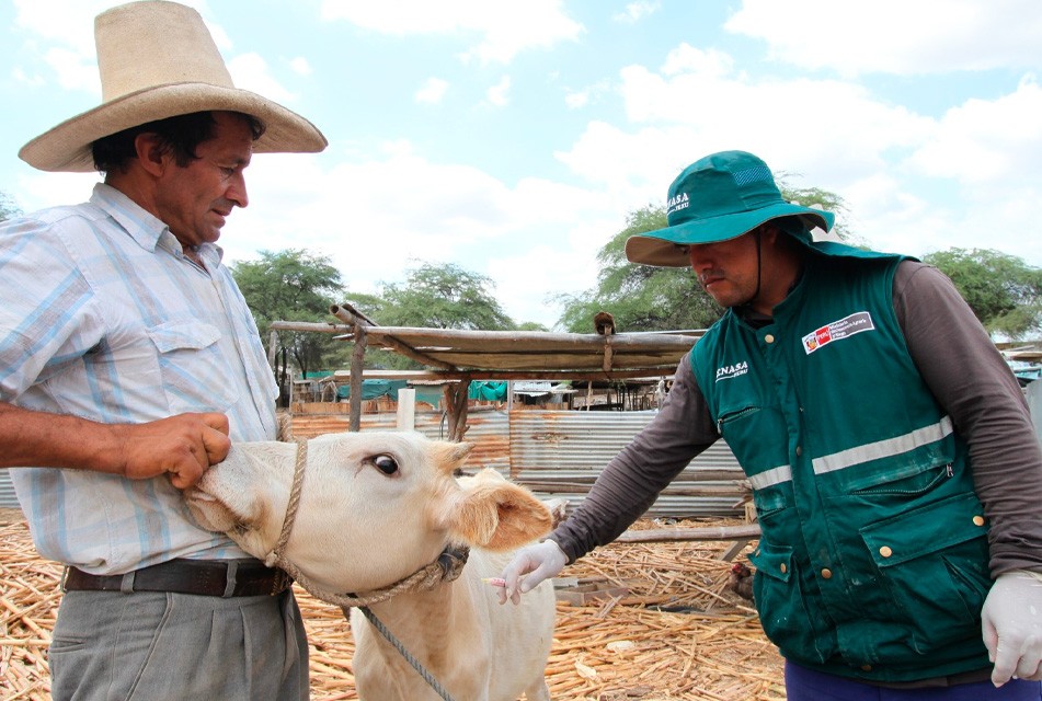 SENASA OFICIALIZA CAMPAÑAS NACIONALES DE VACUNACIÓN PARA PROTEGER AL GANADO EN 2026