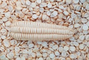 MIDAGRI: PERÚ CUENTA CON NUEVA VARIEDAD DE MAÍZ AMILÁCEO QUE ELEVARÁ EN MÁS DE UN 100% LA ECONOMÍA DEL PRODUCTOR