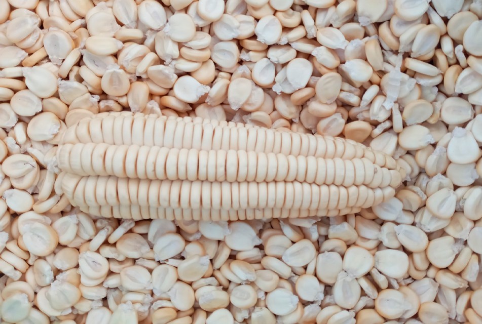 MIDAGRI: PERÚ CUENTA CON NUEVA VARIEDAD DE MAÍZ AMILÁCEO QUE ELEVARÁ EN MÁS DE UN 100% LA ECONOMÍA DEL PRODUCTOR