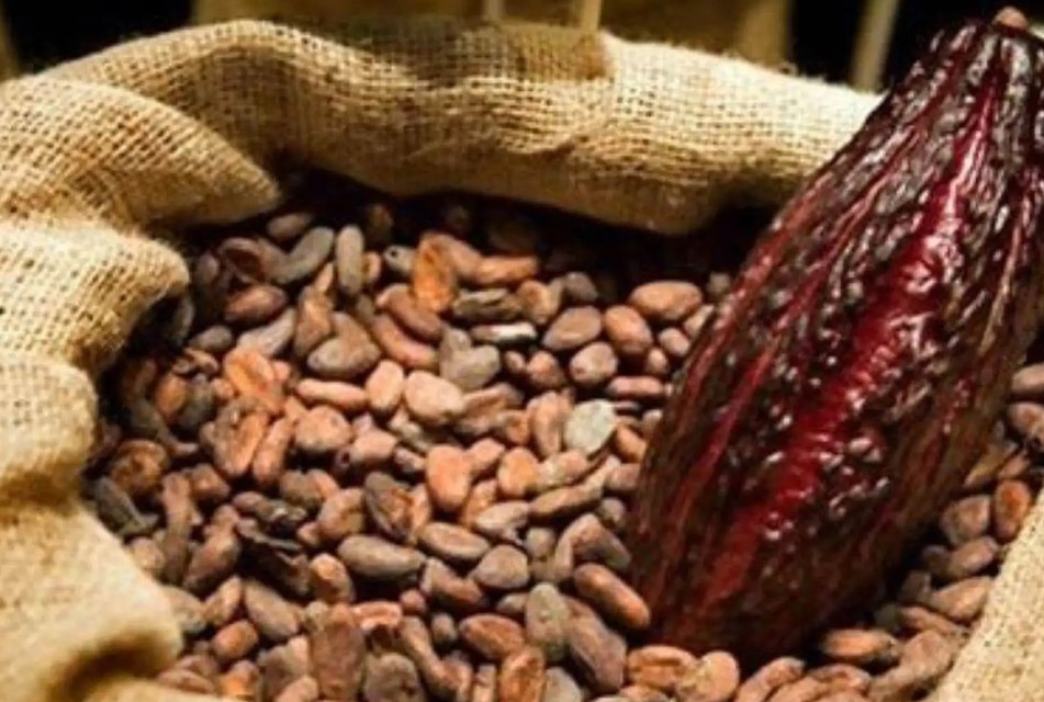 CACAO PERUANO ALCANZA RÉCORD EXPORTADOR Y SE PROYECTA EN FERIA CLAVE DE EUROPA