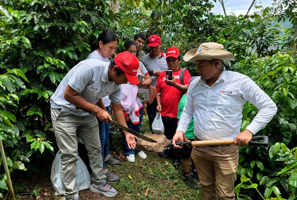 JUNÍN: INIA TRANSFIERE TECNOLOGÍAS AGRARIAS PARA ELEVAR FERTILIDAD DE SUELO AGRARIO EN LA MERCED