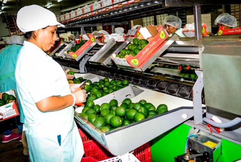 ALZA DE FERTILIZANTES Y RIESGO DE EL NIÑO COSTERO PRESIONAN COMPETITIVIDAD AGROEXPORTADORA