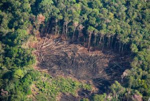 SAN MARTÍN: LA AMAZONÍA PIERDE US$ 14 MIL MILLONES AL AÑO POR DEFORESTACIÓN, ADVIERTE ECOLOGISTA DAVID LANDA