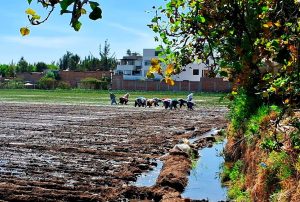 FENÓMENO DE EL NIÑO AFECTA MÁS DE 6 MIL HECTÁREAS DE PRODUCCIÓN AGRARIA EN TODO EL PERÚ